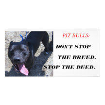 004, PITBULLEN: , STOPPEN SIE NICHT, DIE ZUCHT, HA PHOTOKARTEN