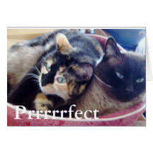 006, Prrrrrfect Karten