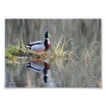 12x18 Stockenten-Ente Relections Foto