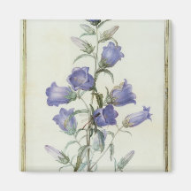 15: Campanula: Medium 1787 Magnete