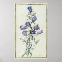 15: Campanula: Medium 1787 Plakatdrucke