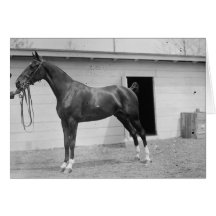 1911 Show-Pferd Grußkarte