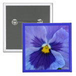 1 blauer SchönheitPansy Button
