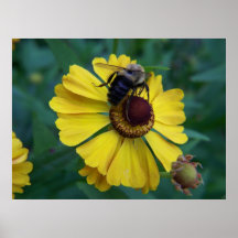 2009_Maine_Autumn_164 Plakat