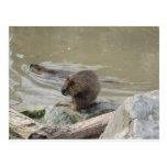 2 Biber Postkarte