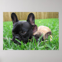 2 Frenchies im Gras Plakatdrucke