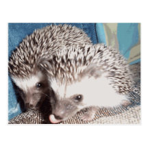 2 niedliche Igel Postkarten
