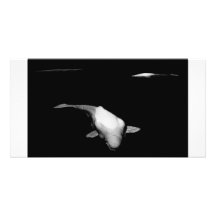 3 Weißwal Wale Fotokartenvorlagen