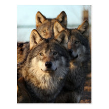 3 Wölfe Postkarten