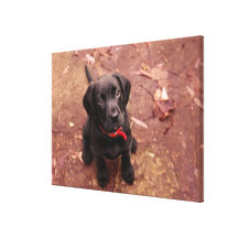 56 Wochen-alter schwarzer Labrador Gespannte Galeriedrucke