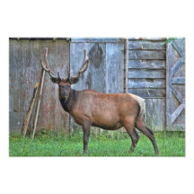 6 Punkt-Stier-Elch-Foto