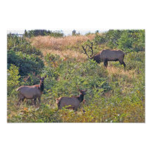 6 Punkt-Stier-Elche und zwei Kuh-Tier-Foto