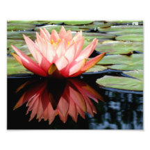 8x10 Lit From Within Lotus Art Photo