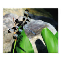 8x10 Zebra Dragonfly Photograph