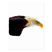 A Bald Eagle Post Cards