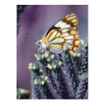 A butterflies beautiful life postcards