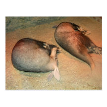 Aardvarks-Postkarte