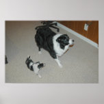 Abby u. Ava~Amazing und fantastisches GrenzCollies Posterdrucke