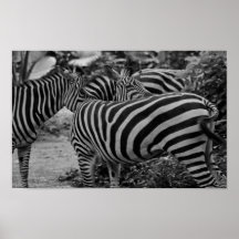 Abstrakte Zebras Plakate