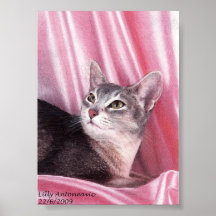 Absynian Katze Plakat