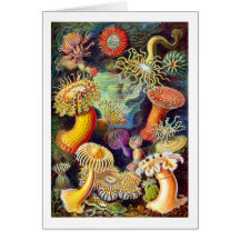 Actiniae (Seeanemonen), Ernst Haeckel Karten