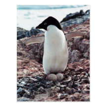 Adelie-Pinguin-Nest-Postkarte