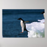 Adelie-Pinguine, die von einem Eisberg springen Posterdruck