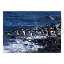 Adelie-Pinguine Grußkarten