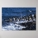 Adelie-Pinguine Posterdrucke