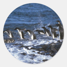 Adelie-Pinguine Runde Sticker
