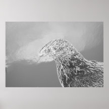 Adler im  Chromestyle Plakat