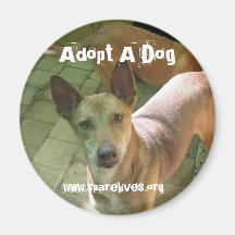 Adoptieren Sie einen Hund Kühlschrankmagnete