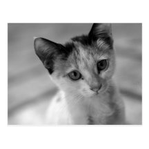 Adorable Little Kitten Post Card
