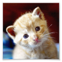 Adorable Orange Tabby Kitten Square Print Photo Print