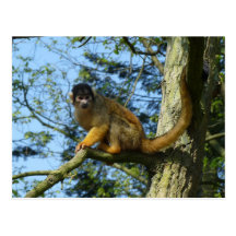 Affe Totenkopfäffchen sitz auf einem Baum Postkarten