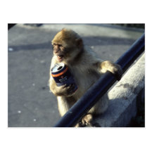 Affe-Trinken Postkarte