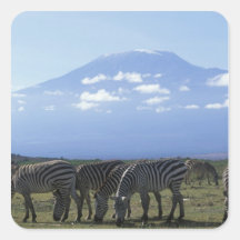Afrika, Kenia, Amboseli Nationalpark, Herde von Sticker