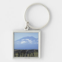 Afrika, Kenia, Amboseli Nationalpark, Herde von Schlüsselbänder