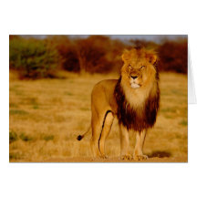 Afrika, Namibia, Okonjima. Einziger männlicher Löw Karten