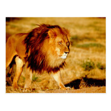 Afrika, Namibia, Okonjima. Einziger männlicher Löw Postkarten