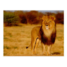 Afrika, Namibia, Okonjima. Einziger männlicher Löw Postkarten