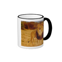 Afrika, Namibia, Okonjima. Einziger männlicher Löw Teetasse