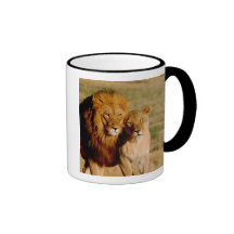 Afrika, Namibia, Okonjima. Löwe u. Löwin Kaffeetassen