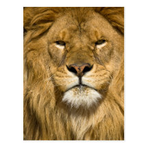 Afrikanerbarbary-Löwe, Panthera Löwe Löwe, ein von Postkarten