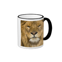 Afrikanerbarbary-Löwe, Panthera Löwe Löwe, ein von Teetasse