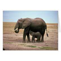 Afrikanische Elefanten - kleine Kalb-Krankenpflege Grußkarte
