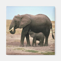 Afrikanische Elefanten - kleine Kalb-Krankenpflege Magnete