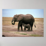 Afrikanische Elefanten - kleine Kalb-Krankenpflege Plakatdrucke