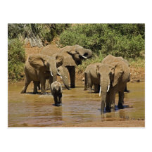 Afrikanische Elefanten, Loxodonta Africana, Sambur Postkarte