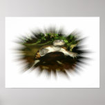Afrikanische Necked Seitenschildkröte in einem Exp Plakat
